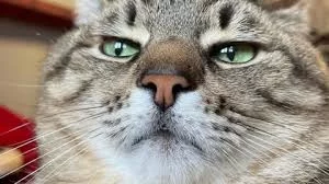 DruNkCatZTeam