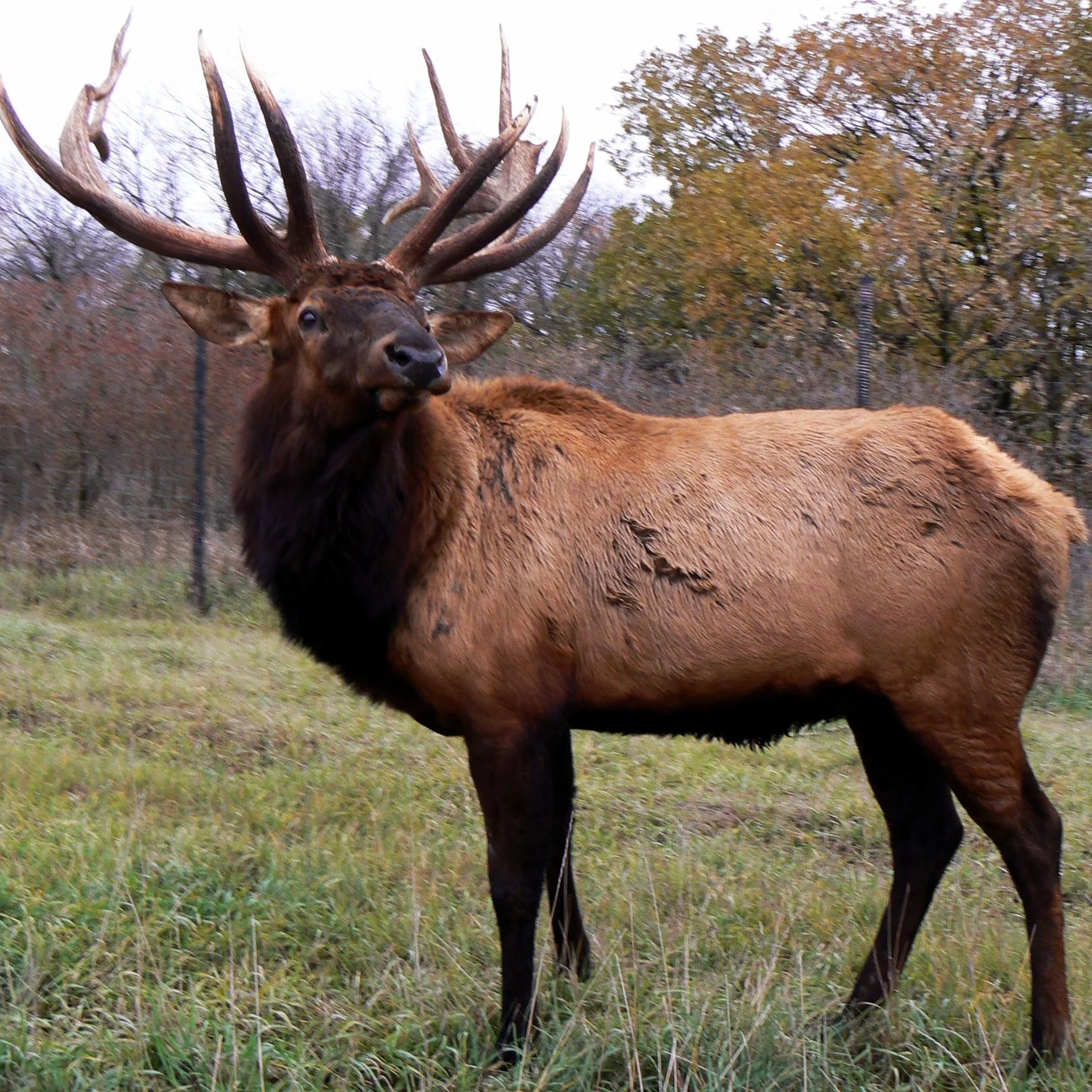 Wapiti