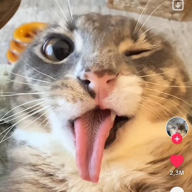 M_CAT