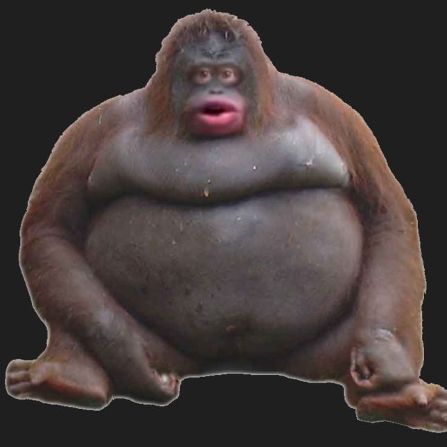 MrMori