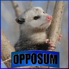OpposumBeule