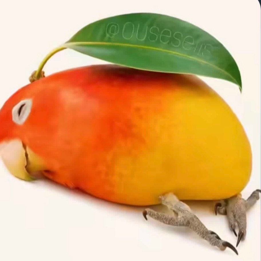 szczuraass