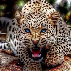 Animal21