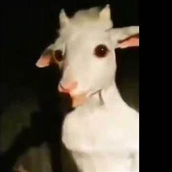 standinggoat