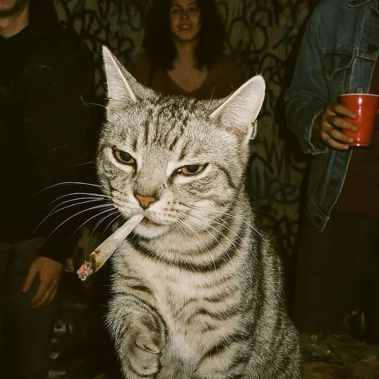 pekus