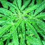 LegalizeItMF