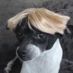 schnubbsN