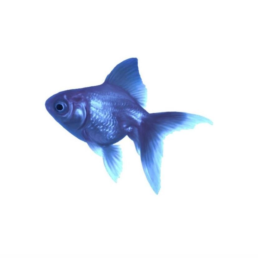 bluegemfish