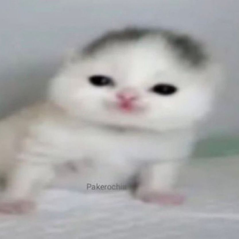 MeXe77