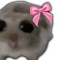 Punica