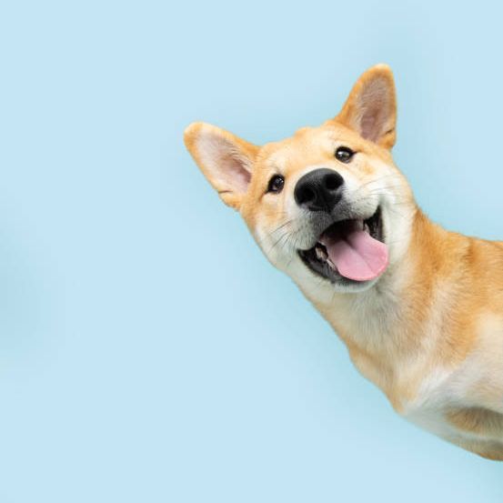 DerDoggi
