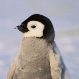 Pengu_0-0