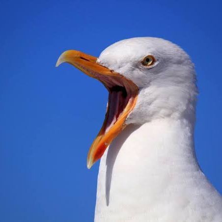 WstdTlntAVG