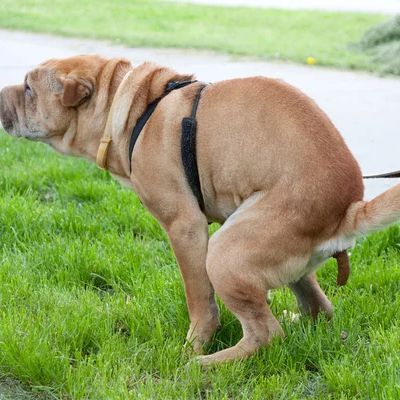 cl_dog_1