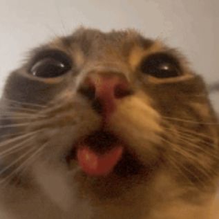 gelitten