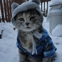hi-im-pat
