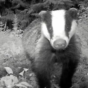 MURDERBADGER
