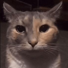 Zenzi_