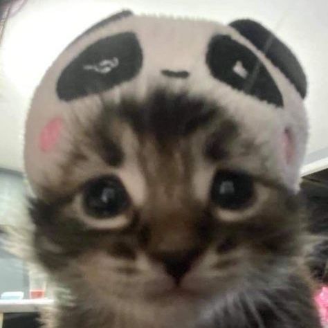 MeWow