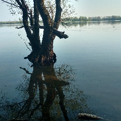 Mopszila