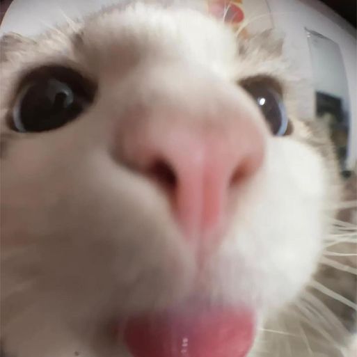 yMp