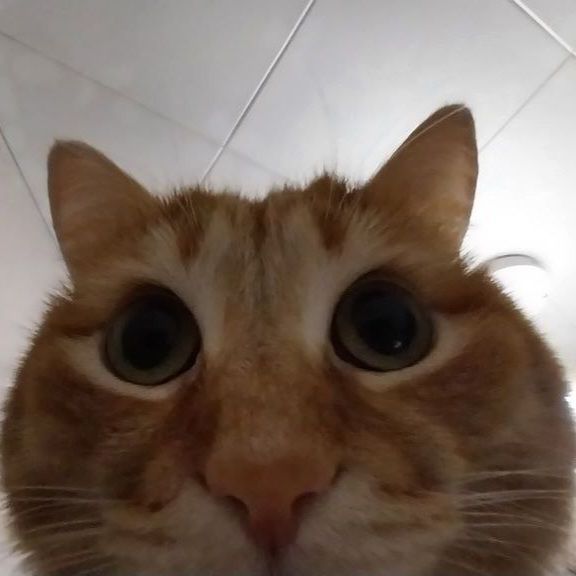 S3L1N