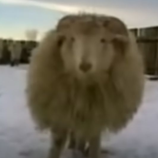 BekoonazwOw