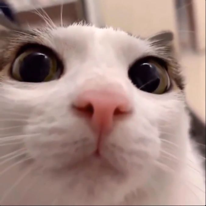 FATTYKRAKEN