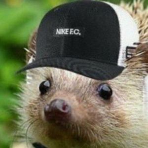 squiou