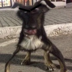 auro