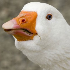 minololo