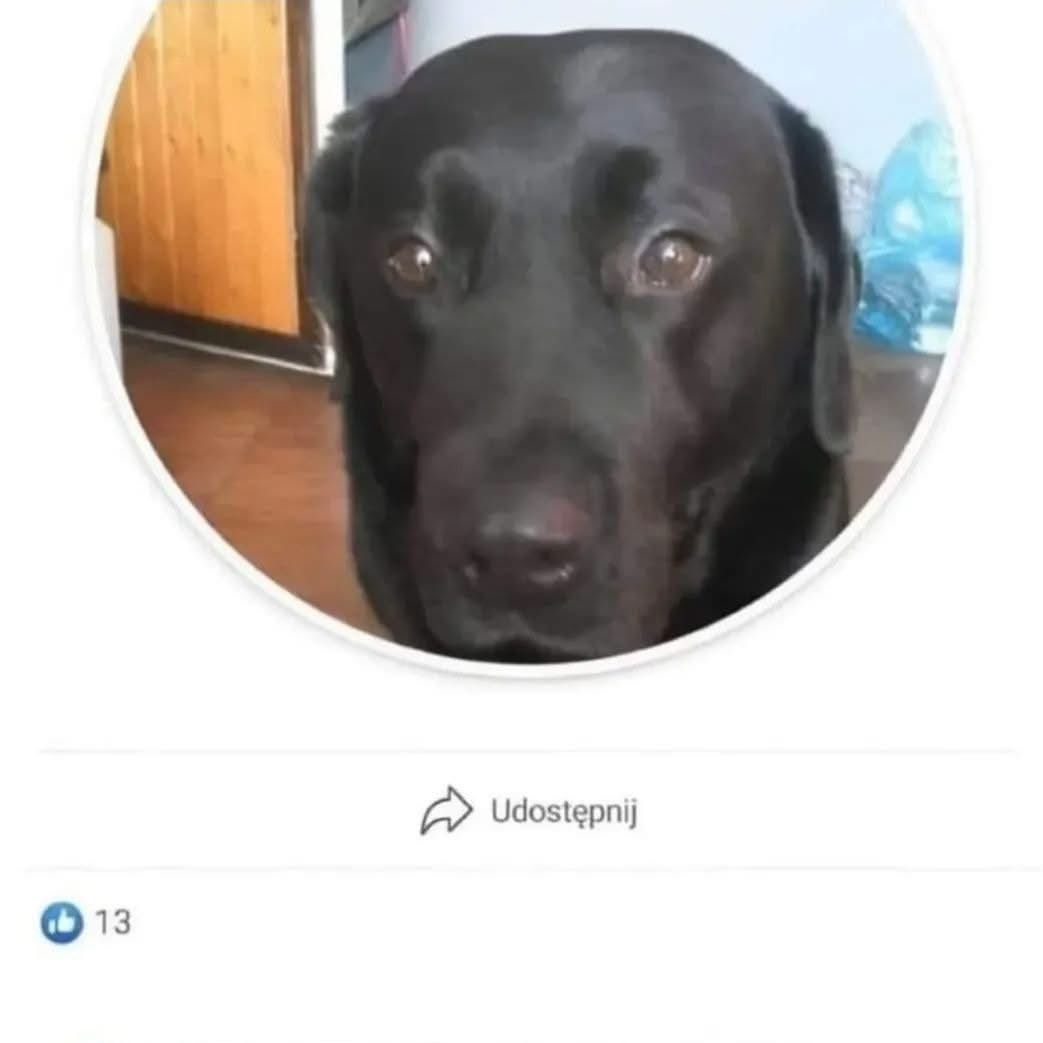 fREBONATOR-