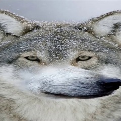 Isugaku
