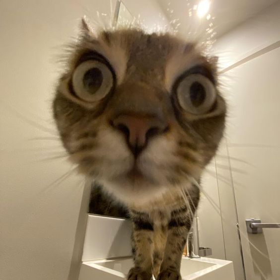 DAvi_
