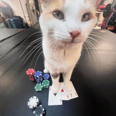 gamble