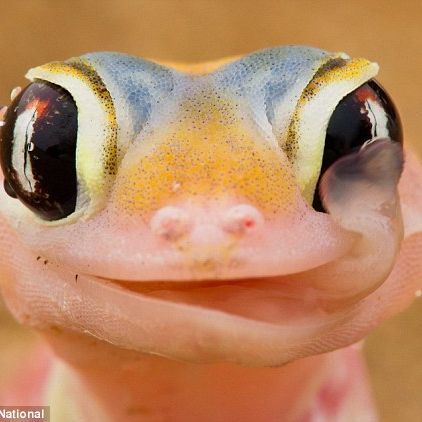 lizzaarrd
