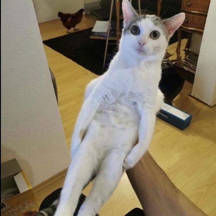 stellarzao