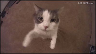 Cargoooo
