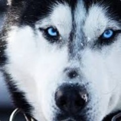 WhiteWoL_F