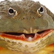 mollopi