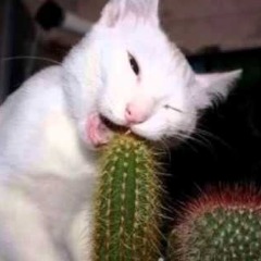 Lams0n