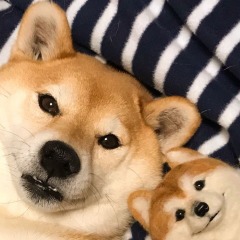 MrTrelog