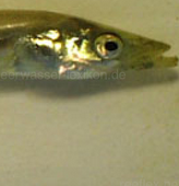 Team TobiasFisch
