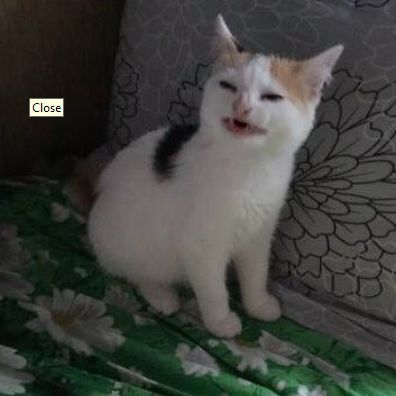 Neqi