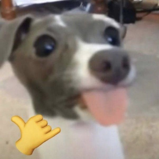 pets do baiano
