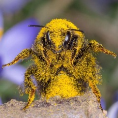 itBee