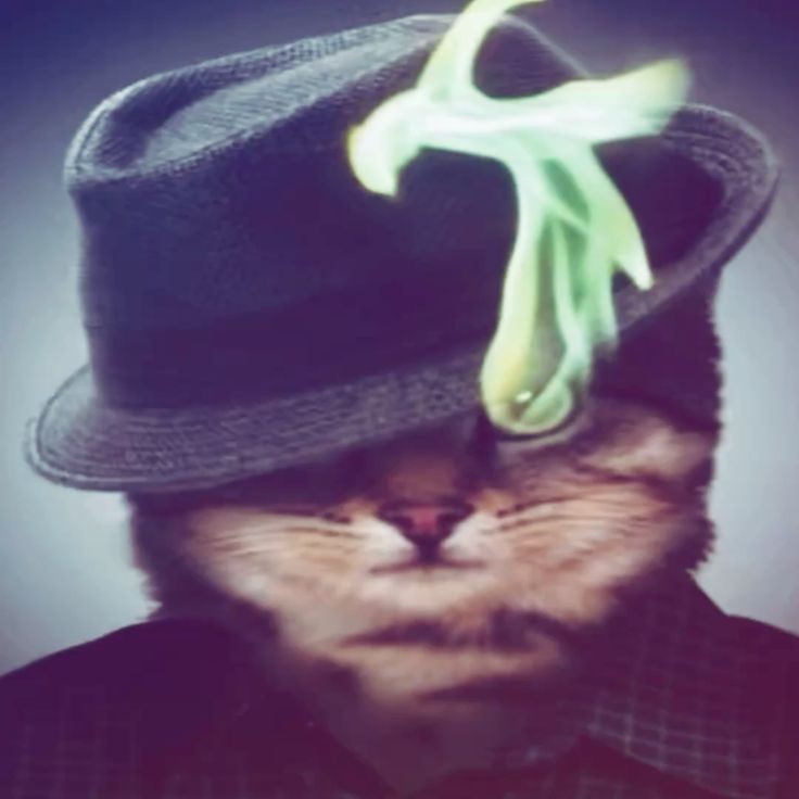 applecat