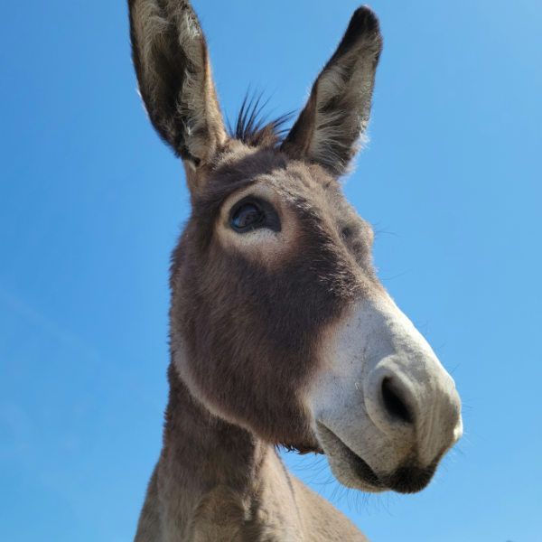 Donkey-1