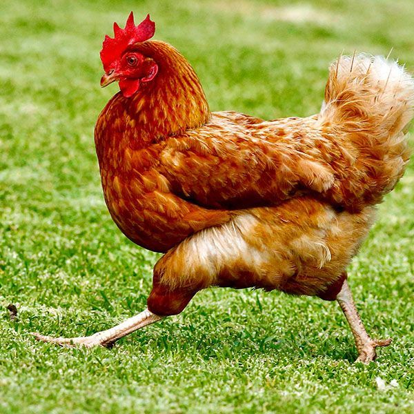 grubis