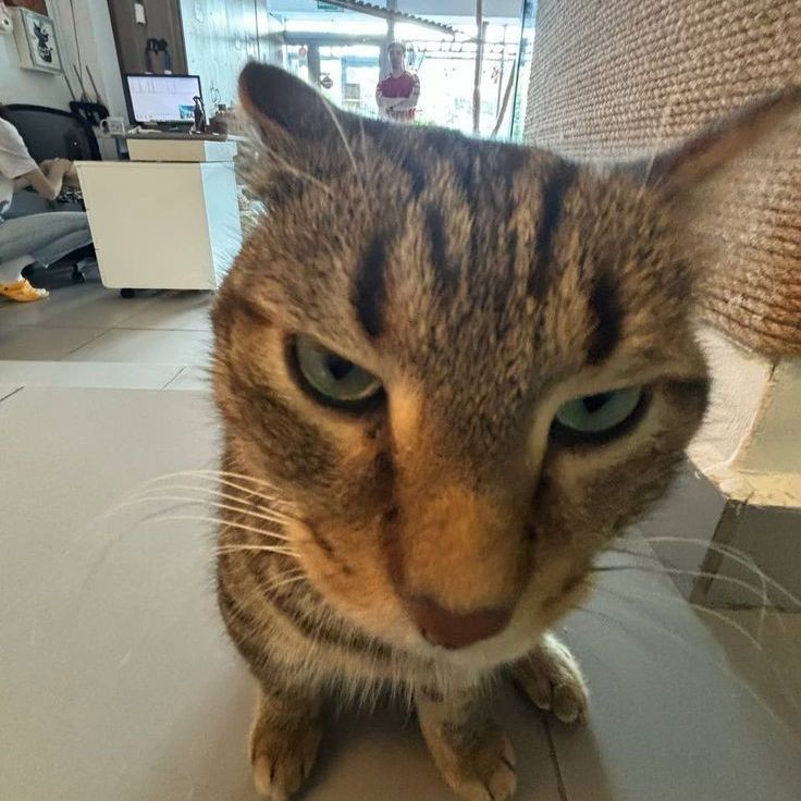 pobednet322